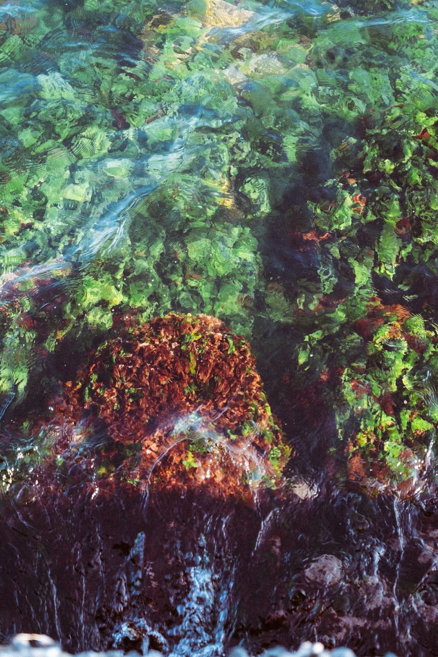 Seaweed Underwater Closeup