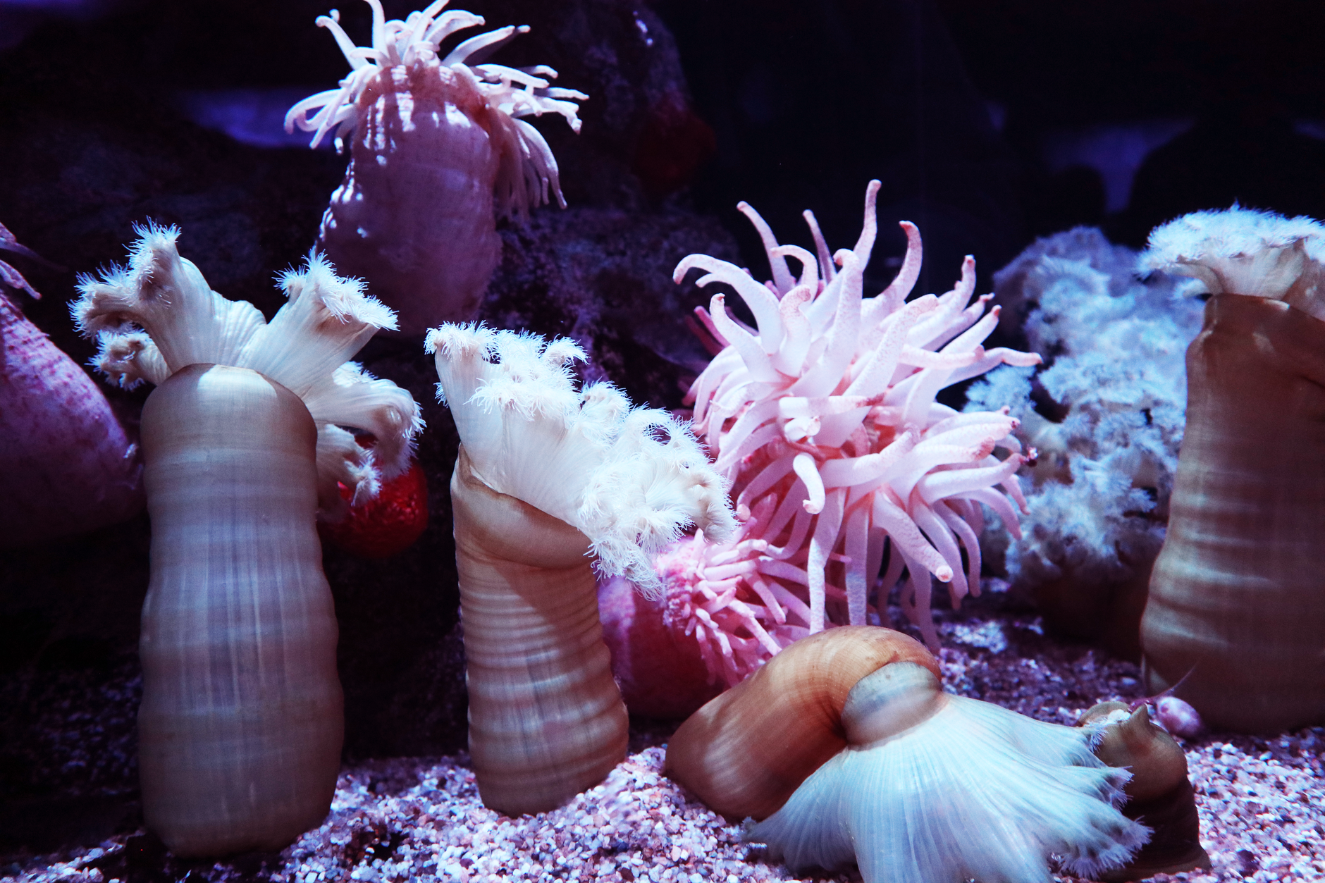 Explore the vivid colors and textures of sea anemones thriving in their natural underwater habitat.