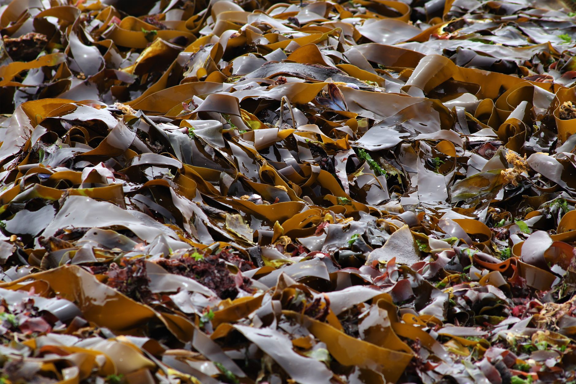 Kelp Drying Seaweed